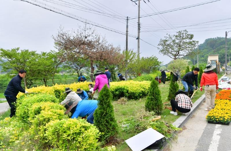 그린장성21추진협의회가 지난 1일, 장성호 하류 미락단지에 꽃밭을 조성했다 (2).jpg